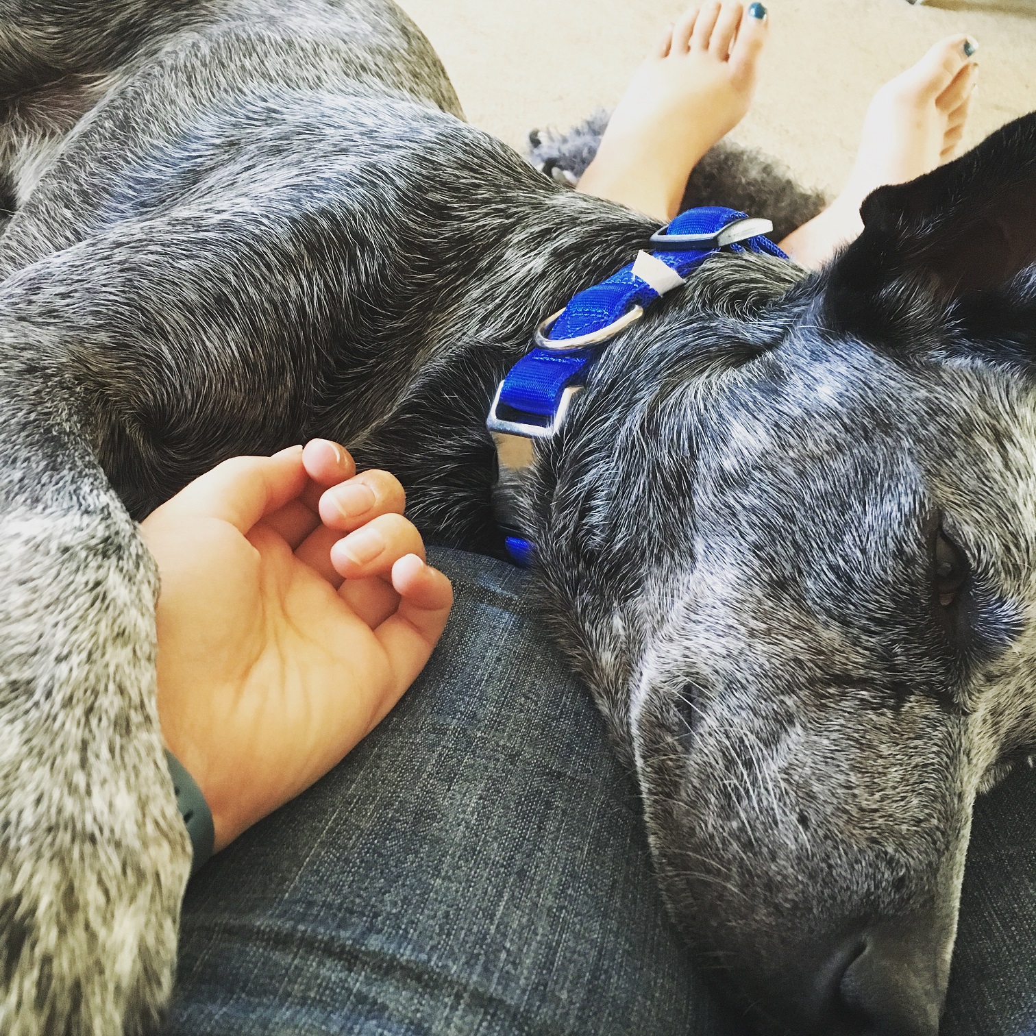 Bringing Home Baloo – Part 2: Managing a new dog at home