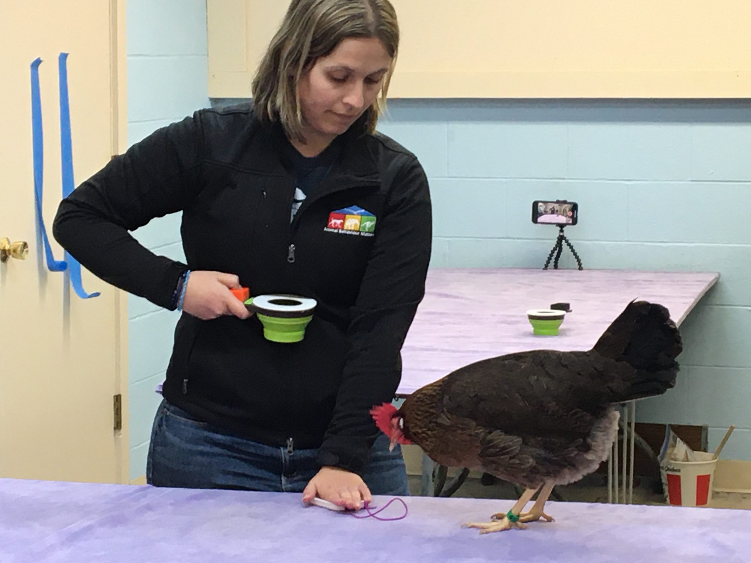 A female trainer with blonde hair, wearing a black long sleeve vest with logo, holds a cup with a clicker at chest height, leaning over a table with a purple tablecloth. A brown chicken stands looking at the piece of purple string held by the trainer on the table.